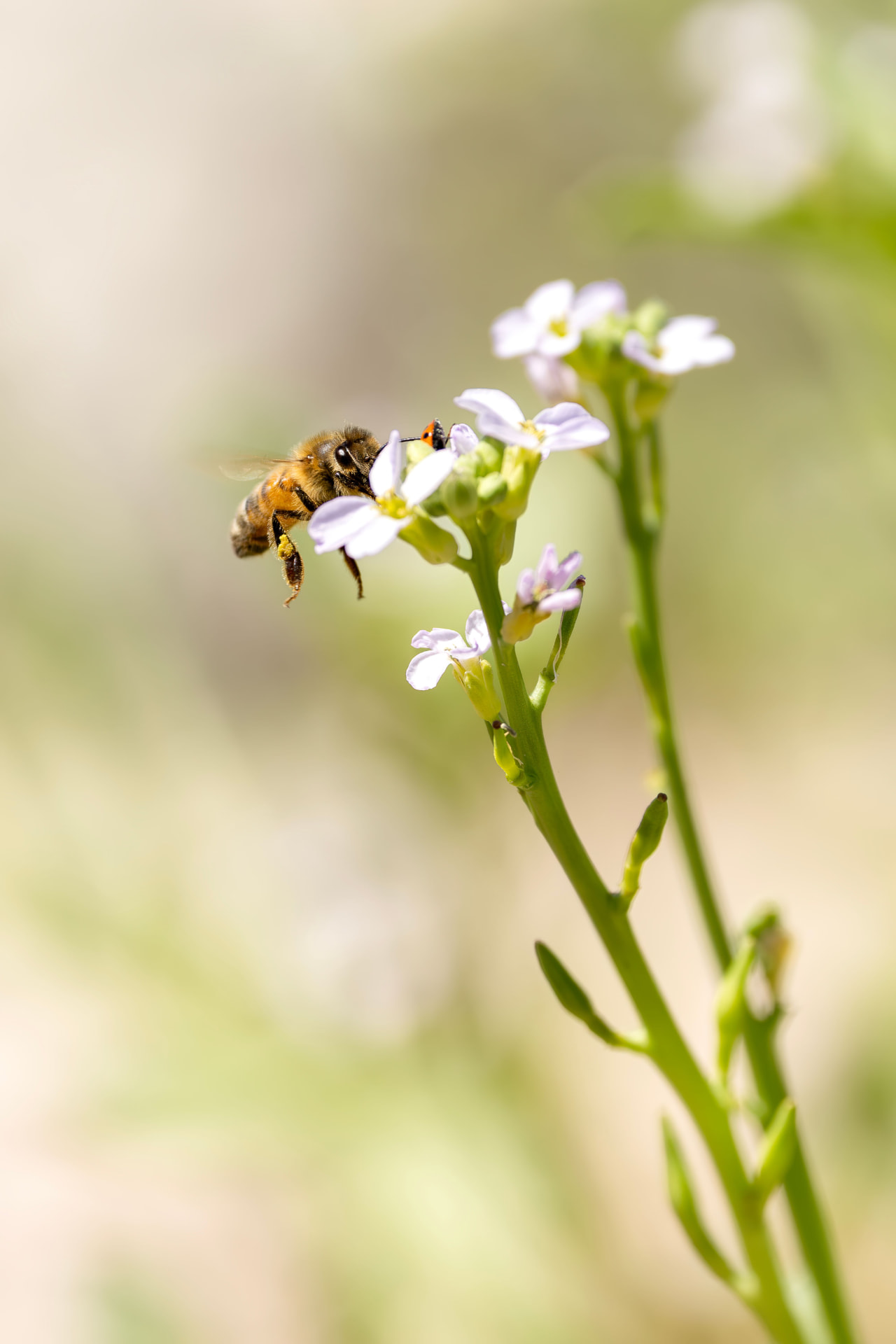 Abeja polinizando flores blancas
