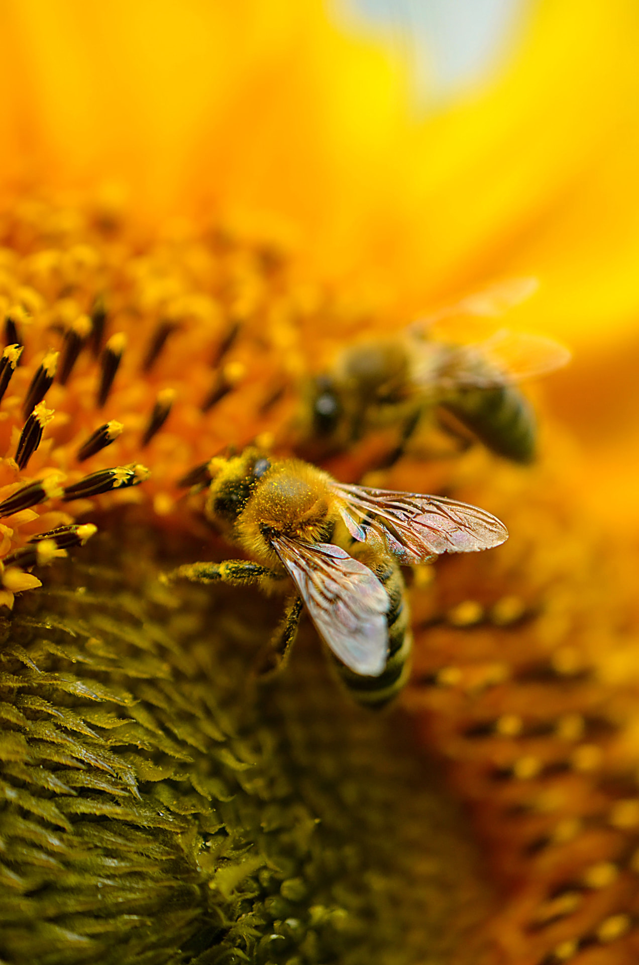Abejas recolectando polen de un girasol