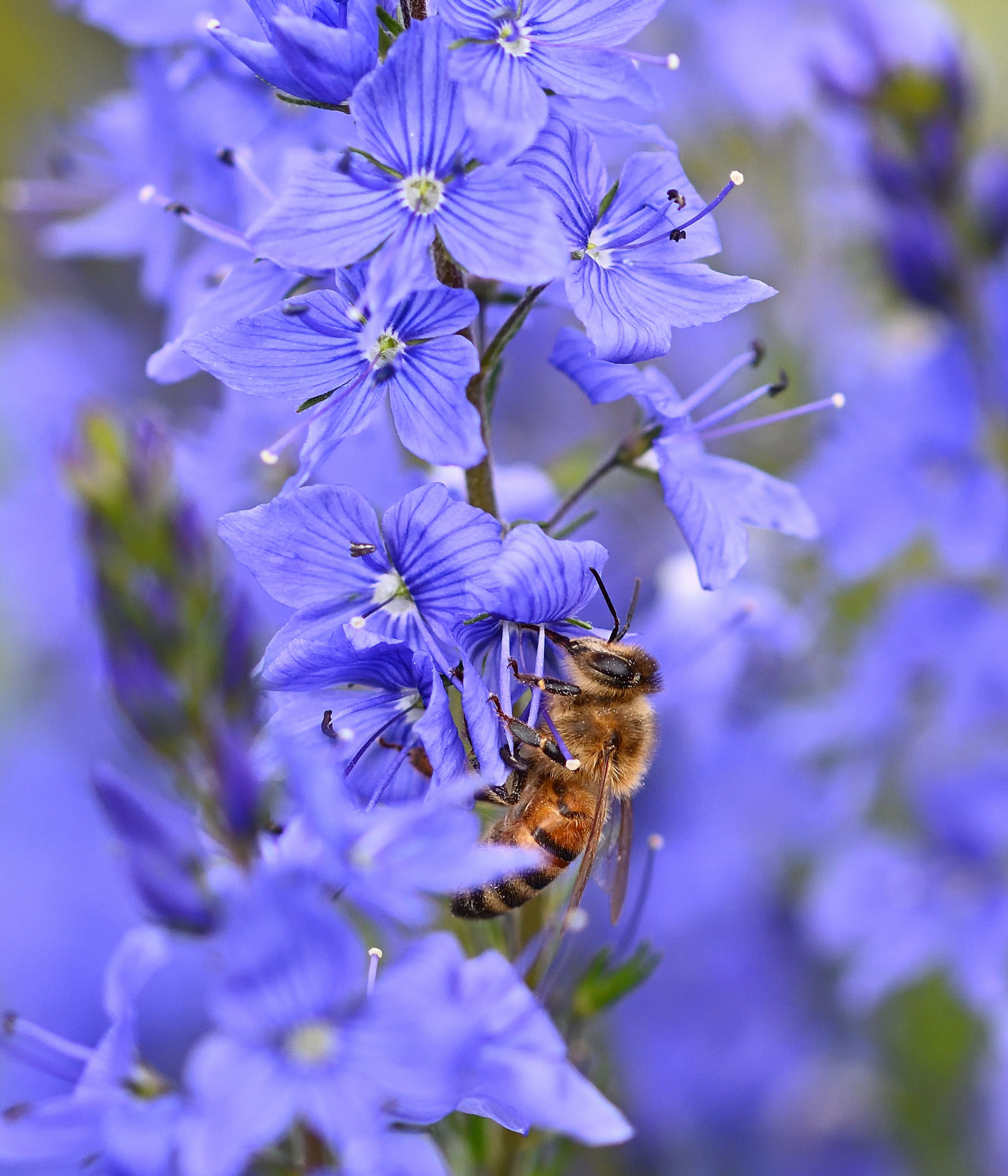 Abeja sobre flores azules